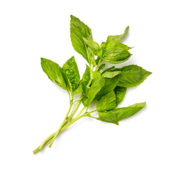 lightly packed fresh basil leaves icon