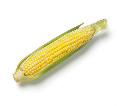 corn cob icon