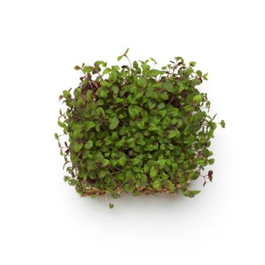 micro herbs icon