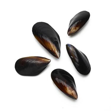 mussel icon