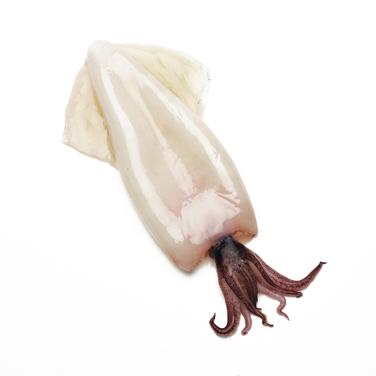 medium cleaned calamari (squid) bodies icon