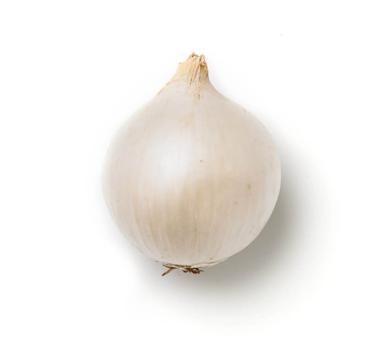 small white onion icon
