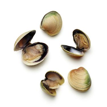 clam icon