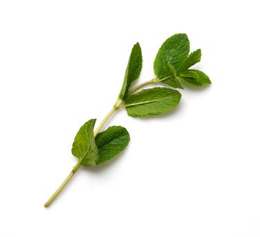 loosely packed mint leaves icon