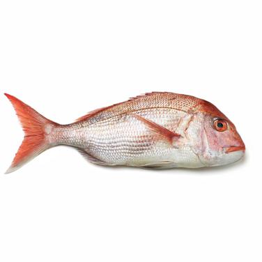 whole red snapper icon