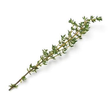 bunch fresh thyme icon