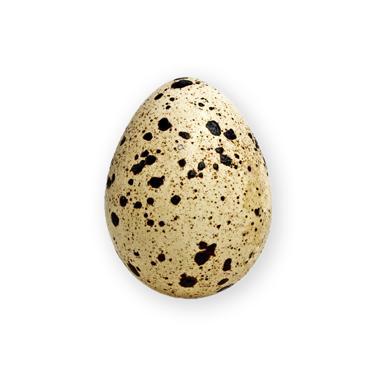 quail egg icon
