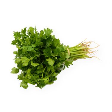 sprigs cilantro with roots attached icon