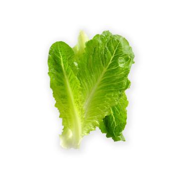 baby romaine lettuce leaf icon