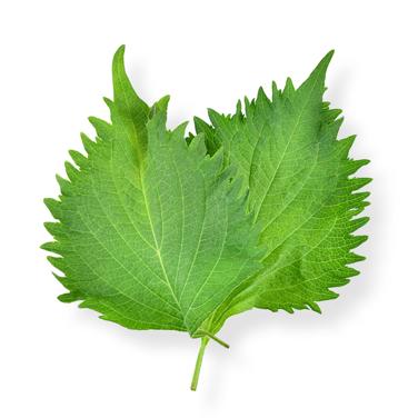 Shiso leaves icon